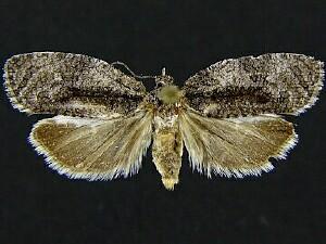 Apotomis deceptana