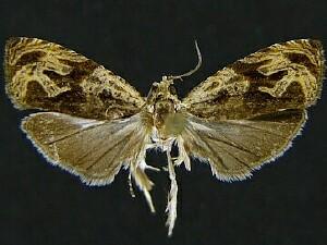 Olethreutes nigranum