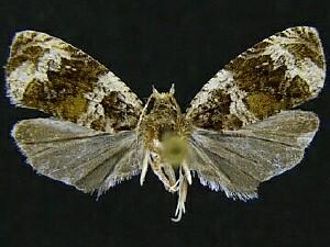 Olethreutes versicolorana