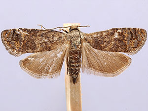 Retinia metallica