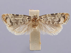 Barbara colfaxiana
