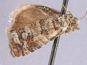 Barbara colfaxiana