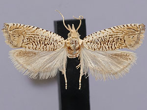 Eucosma argutipunctana