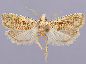 Eucosma linitipunctana
