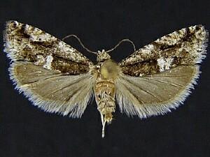 Chimoptesis chrysopyla