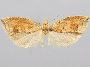 Epinotia improvisana