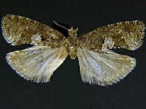 Epinotia n. sp. 3
