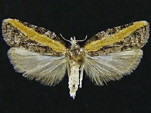 Acleris gloveranus