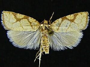 Dorithia trigonana