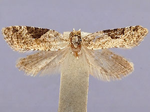 Anopina ainslieana