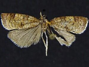 Sparganothis rubicundana