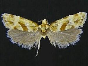 Aethes kindermanniana