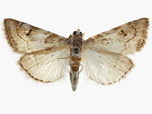 Hellula subbasalis