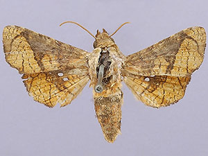 Dysodia flagrata