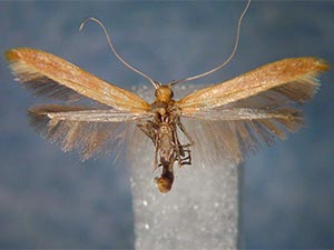 Caloptilia ferruginella