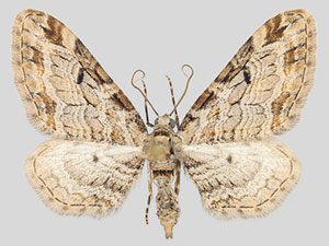 Eupithecia zelmira