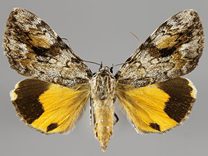 Catocala amica