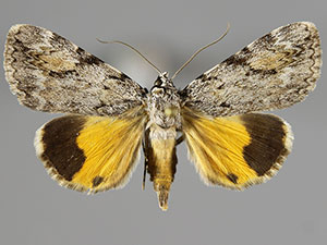 Catocala amica