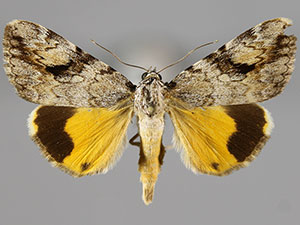 Catocala amica