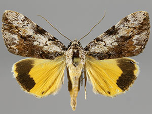 Catocala amica