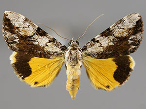 Catocala amica