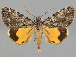 Catocala lineella