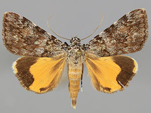 Catocala lineella