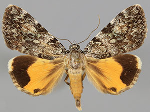 Catocala lineella