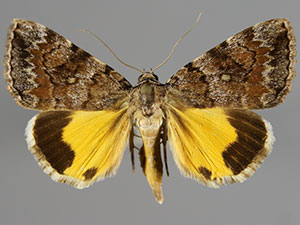 Catocala jair