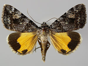Catocala jair