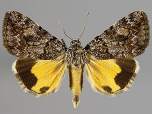 Catocala jair