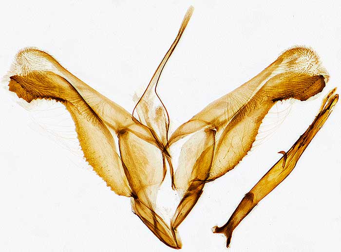 Micrurapteryx salicifoliella