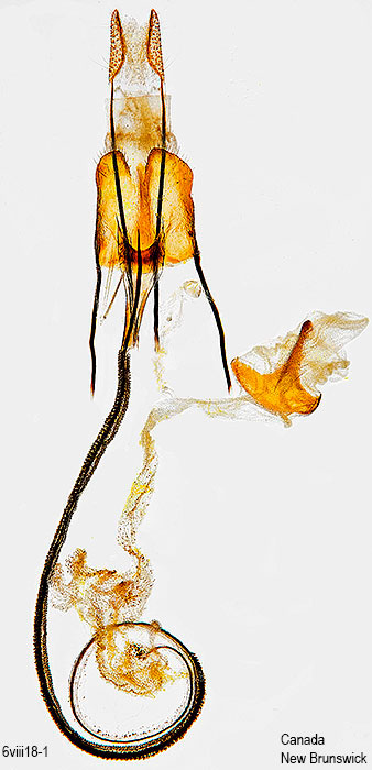 Coleophora trifolii