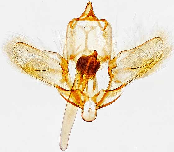 Donacaula albicostellus