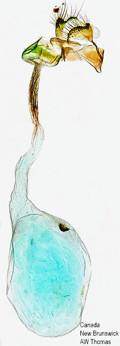 Agriphila ruricolellus