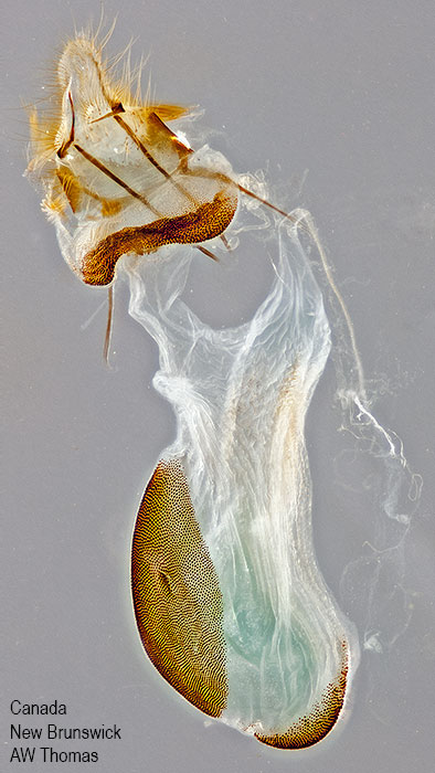 Meroptera abditiva