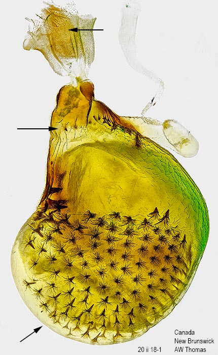 Eupithecia strattonata