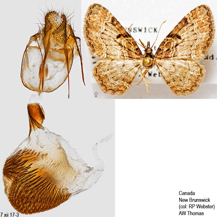 Eupithecia mutata