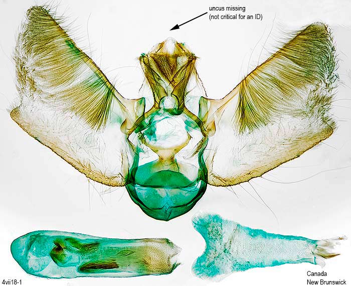 Eupithecia anticaria