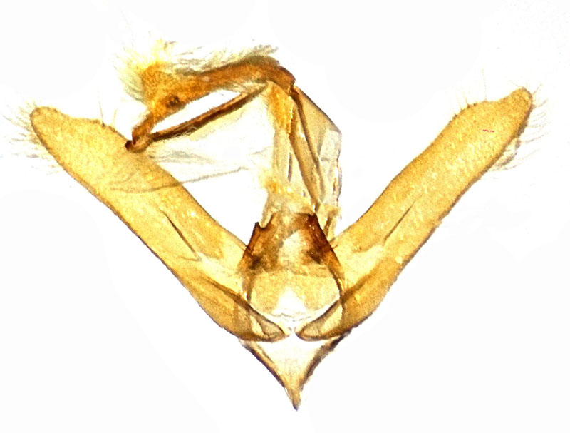 Toxonprucha psegmapteryx
