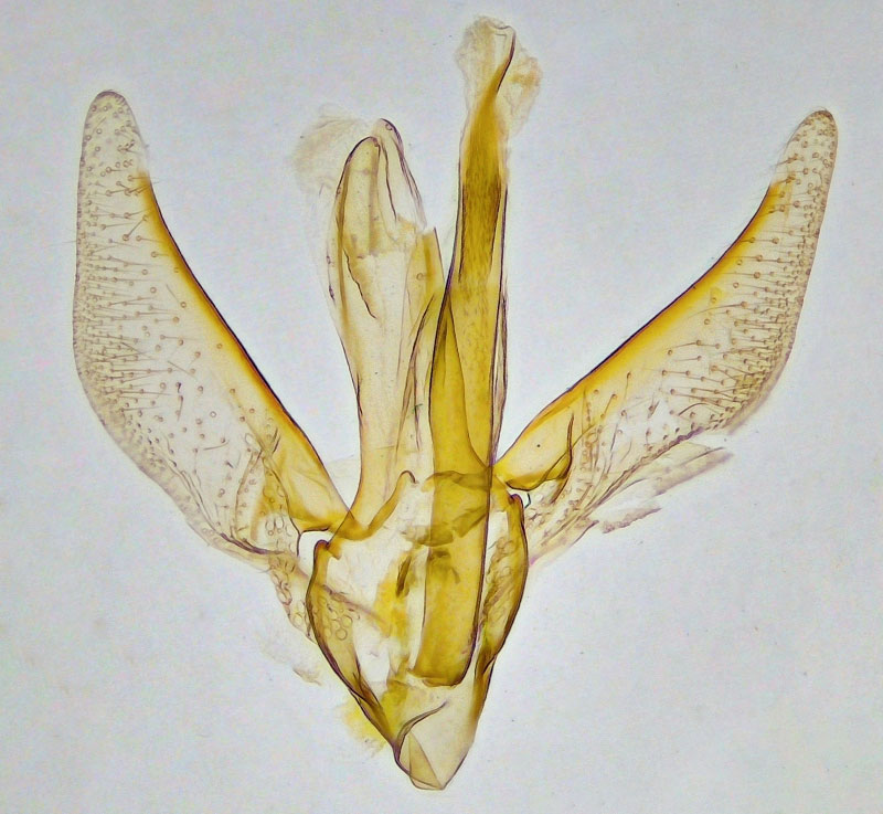 Telamoptilia malvavisci
