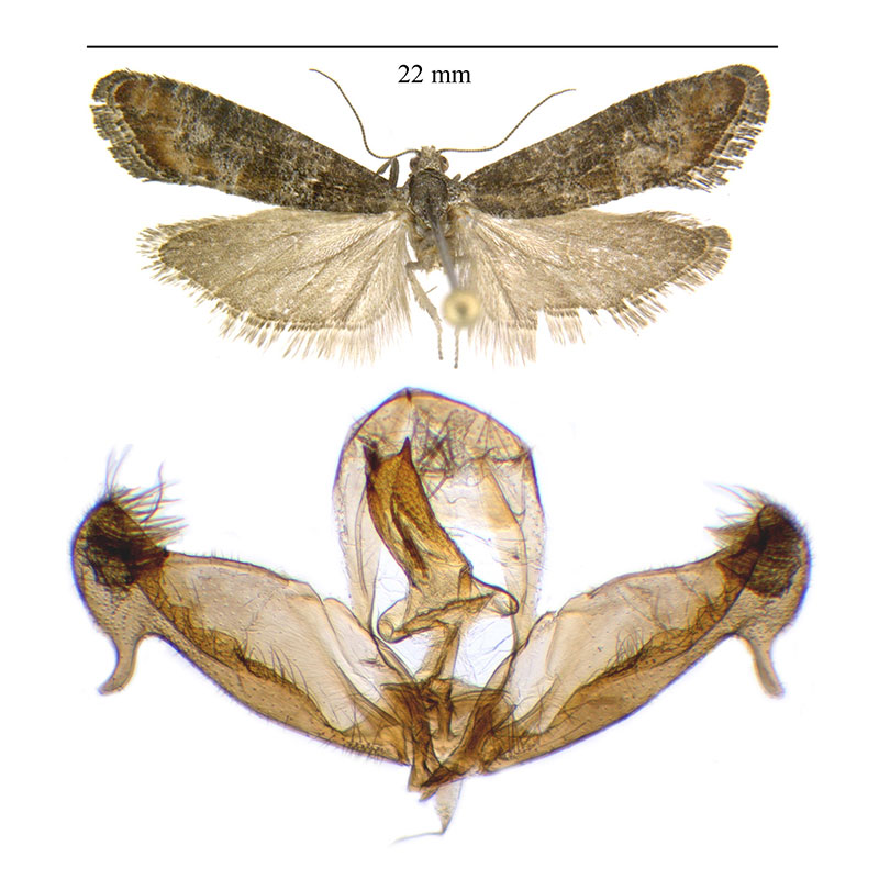 Rhyacionia fumosana