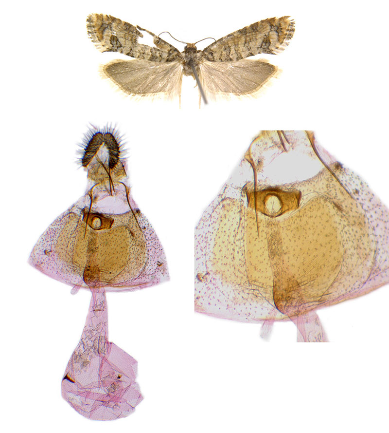 Barbara colfaxiana