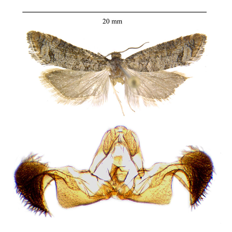 Barbara colfaxiana