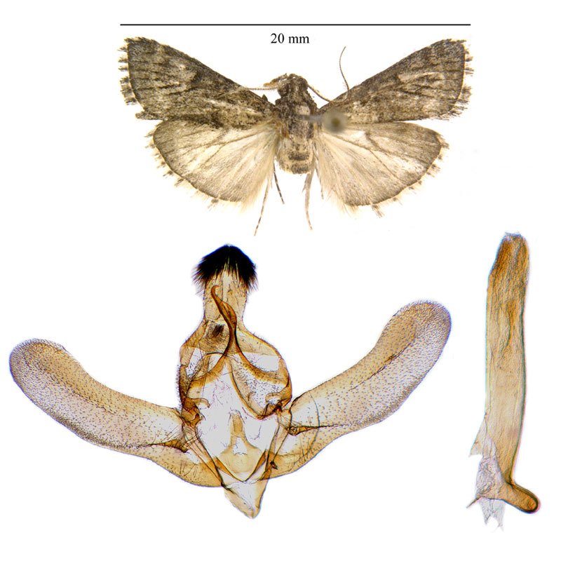 Cacozelia interruptella