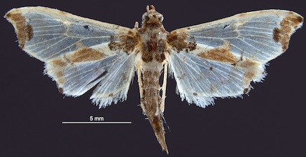 Neoleucinodes elegantalis