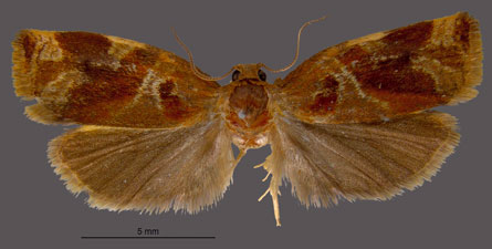 Archips xylosteanus