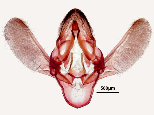Cactoblastis cactorum