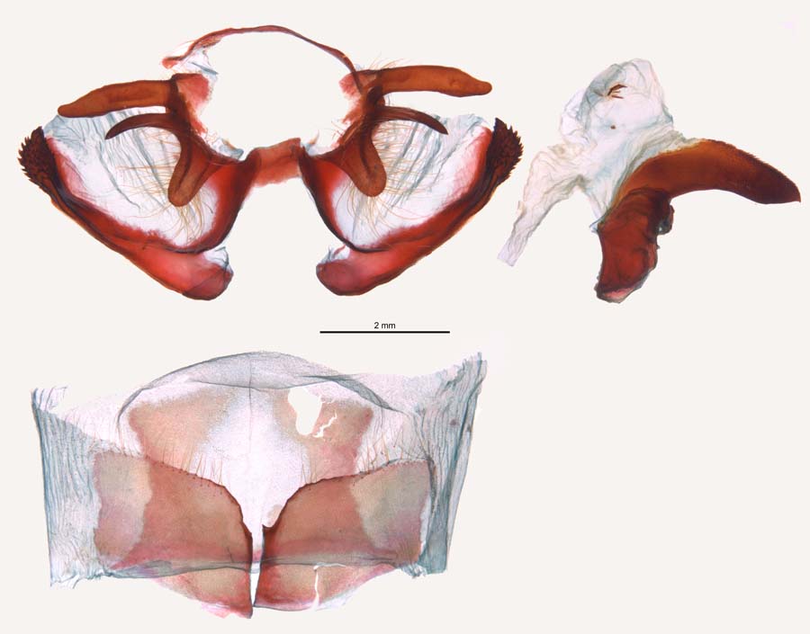 Dendrolimus sibiricus