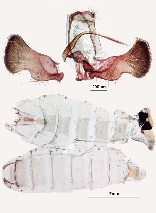 Leguminivora glycinivorella